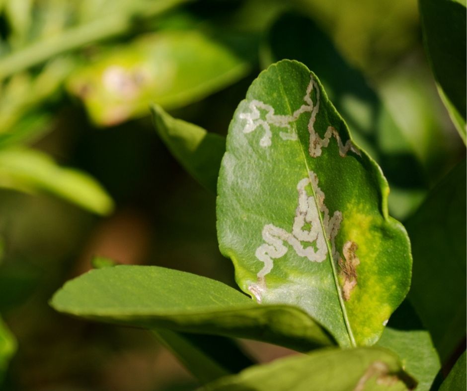 Most Common Citrus Pests & Diseases Love The Garden